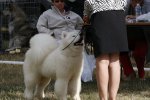 Meilleur Puppy Chalette-sur-Loing 2015